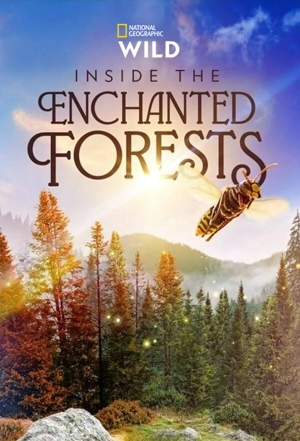 Внутри Заколдованных Лесов